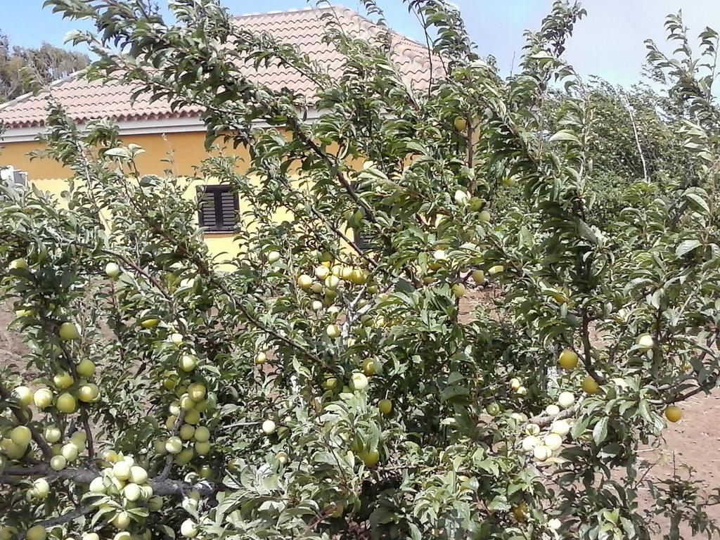 Casa Fatima Valle Gran Rey Pokój zdjęcie